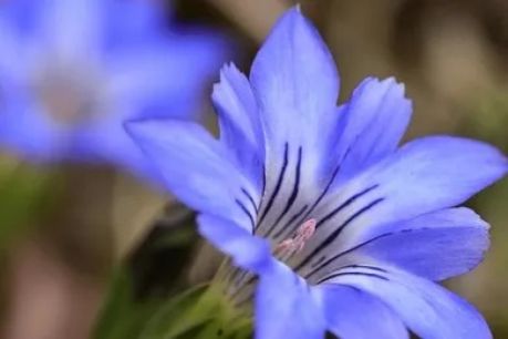 Botanical Encyclopedia | Gentian, the anti-inflammatory stabilizer for sensitive muscles