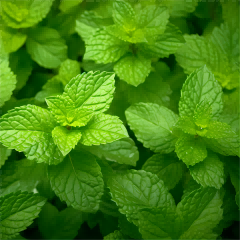 Essential oils