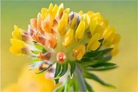 Botanical Encyclopedia | Healing Flower First Appeared in the Pharmacopoeia